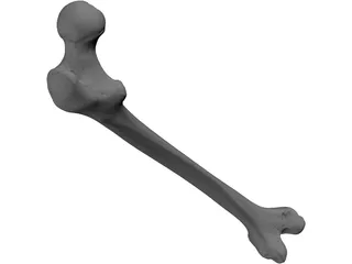 Femur Bone 3D Model