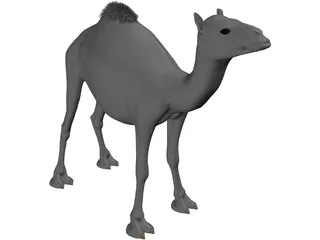 Camel 3D Model