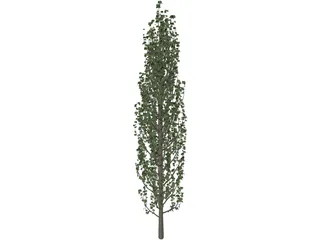 Cypress Tree 3D Model
