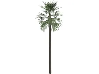 Tree Palm Fan 3D Model