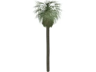 Tree Palm Washingtonia 3D Model