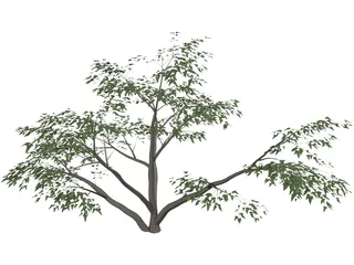 Mesquite Tree 3D Model