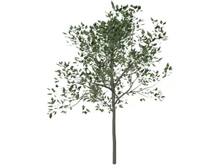 Magnolia Tree 3D Model