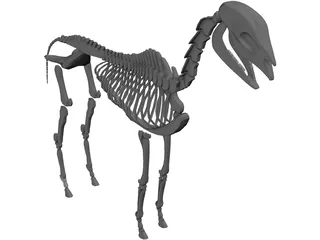 Horse Skeleton 3D Model