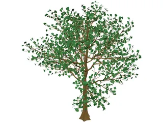 Arboli Tree 3D Model