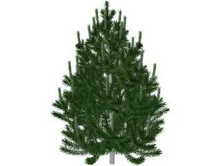 Pine Tree 3D Model