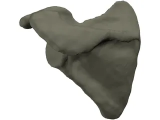 Scapula 3D Model