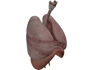 Human Respiratory System 3D Model