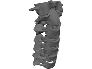 Vertebrae Cervical Bones 3D Model