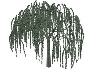 Willow Tree 3D Model