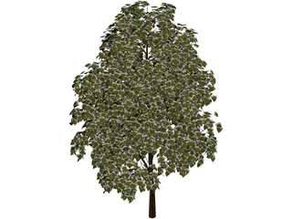 Pine Wood Tree 3D Model