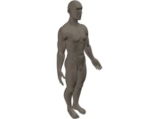 Human 3D Model