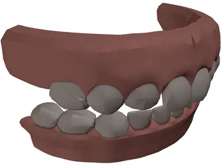 Jaw and Teeth 3D Model