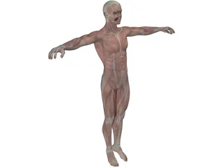 Human Body with Muscles 3D Model