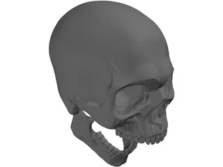 Skull Human 3D Model