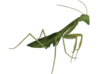 Mantis Praying 3D Model