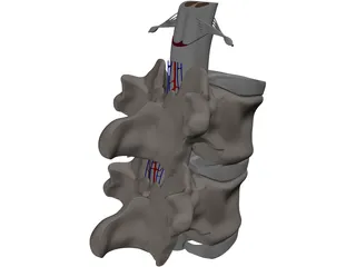 Vertebra 3D Model