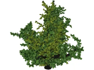 Oak Tree 3D Model
