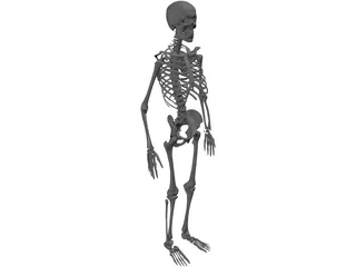 Skeleton 3D Model