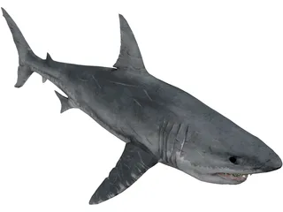 Great White Shark 3D Model