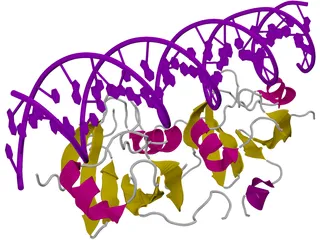 DNA 3D Structure 3D Model