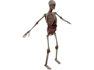 Skeleton with Internal Organs 3D Model