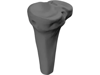 Human Knee 3D Model