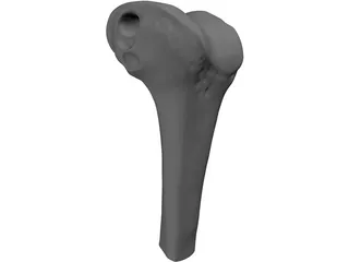 Human Knee 3D Model