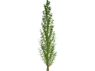 Lombardy Poplar (Populus Nigra) 3D Model