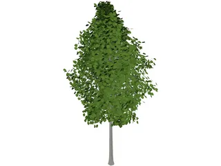 Quaking Aspen (Populus Tremuloides) 3D Model