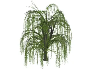 Weeping Willow 3D Model