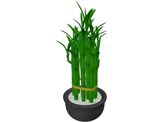 Lucky Bamboo 3D Model