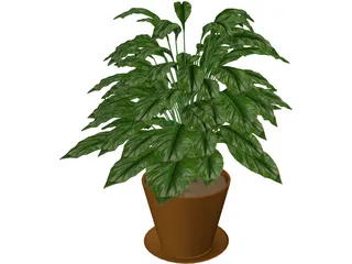 Spathiphyllum 3D Model