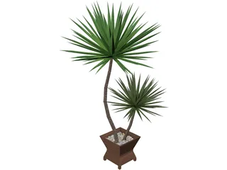 Yucca Plant 3D Model