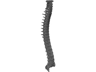 Spine 3D Model