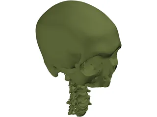 Skull and Neck 3D Model