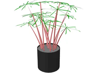 Cyperus Alternifolius 3D Model