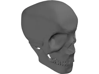Skull Complete with Jaw Bone and Teeth 3D Model