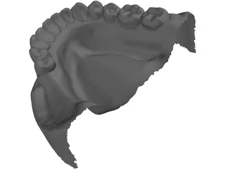 Teeth 3D Scanned 3D Model