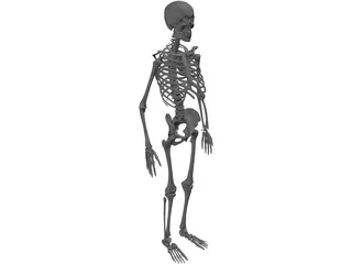 Skeleton 3D Model