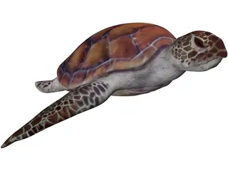 Turtle 3D Model