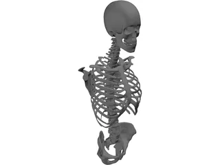 Upper Skeletal System 3D Model