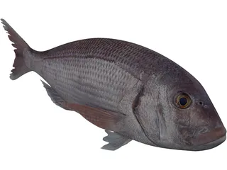 Black Sea Bass 3D Model