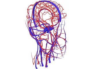 Systemic Circulation of Head 3D Model