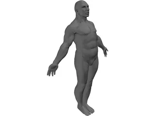 Male Body 3D Model