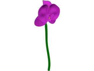 Orchid Flower 3D Model