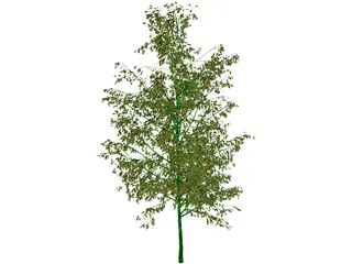 Birch Tree 3D Model