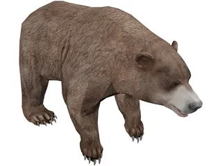 Brown Bear 3D Model