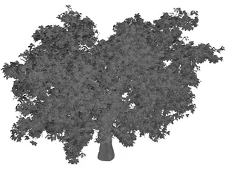 Quercus Tree 3D Model