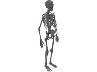 Skeleton 3D Model